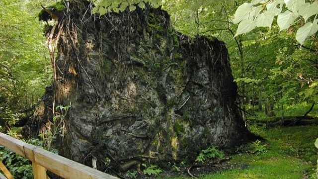 372797_poland_threatened_forest 42fd87a8106c484f91ce4cffbc267f60 676x507.jpeg