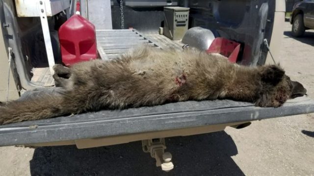 376446_wolf_like_animal_shot_96895 879e314b0d1a4bbe80a8999f42f67d01 676x507.jpg