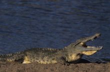 377520_krokodil 676x447.jpg