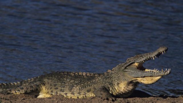 377520_krokodil 676x447.jpg