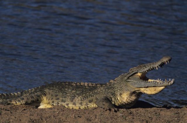 377520_krokodil 676x447.jpg