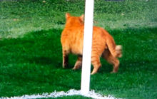 377630_macka_liga majstrov_besiktas_bayern.jpg