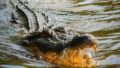 377883_aligator e1528634880508 676x441.jpg