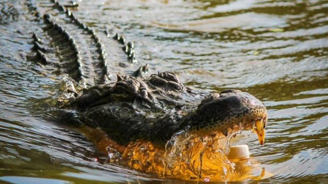 377883_aligator e1528634880508 676x441.jpg