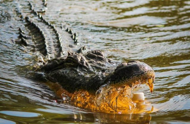 377883_aligator e1528634880508 676x441.jpg