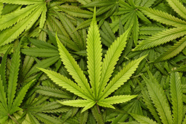 378843_marihuana 676x451.jpg
