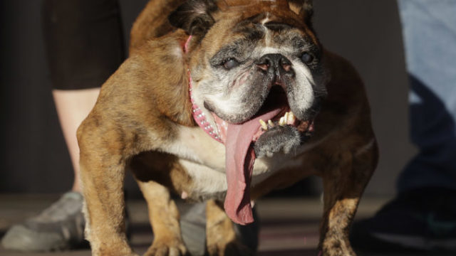 379271_aptopix_worlds_ugliest_dog_09795 8f70f67d404849e3bf37c799690a4a36 676x472.jpg