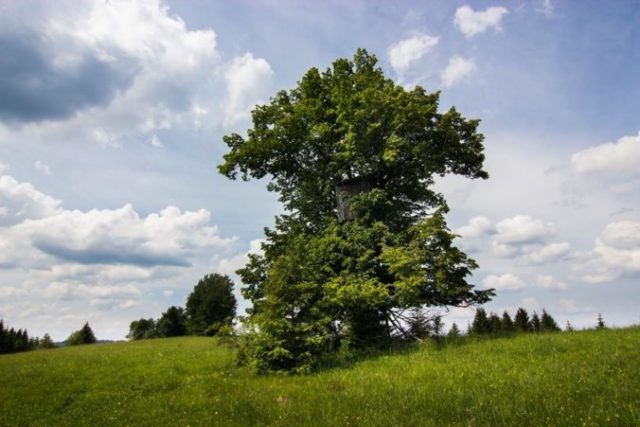 380560_36692112_10156591432835929_2635856218790297600_n 676x451.jpg