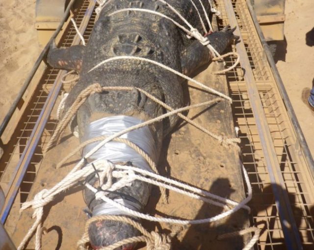 380741_australia_crocodile_60700 97cc335ba31247c891ab02f7b5c25573 676x540.jpg