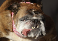 380953_worlds_ugliest_dog_95317 872b9fa379c34d2fbdc7b04bc8c412bf 676x483.jpg