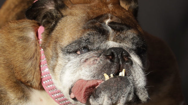 380953_worlds_ugliest_dog_95317 872b9fa379c34d2fbdc7b04bc8c412bf 676x483.jpg