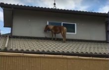 380984_japonsko_konik 676x433.jpg