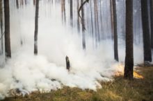 382285_germany_forest_fire_20918 b52948d0c2b9457aa63566773d06c5b0 676x450.jpg
