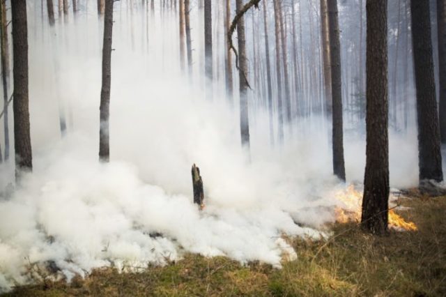 382285_germany_forest_fire_20918 b52948d0c2b9457aa63566773d06c5b0 676x450.jpg