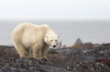 382371_medved biely 676x441.jpg