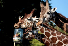 382863_img_1009 676x451.jpg