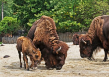 384732_thinkstockphotos 174341348 676x482.jpg