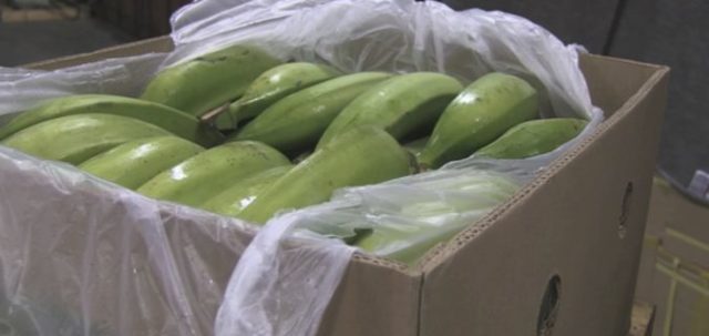 387610_banany kokain 676x320.jpg