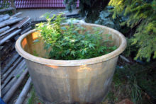 388047_marihuana 676x451.jpg