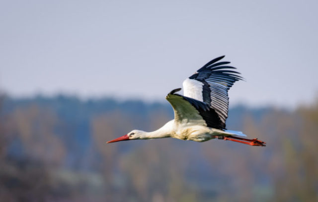 388250_thinkstockphotos 924995784 e1538234915612 676x431.jpg
