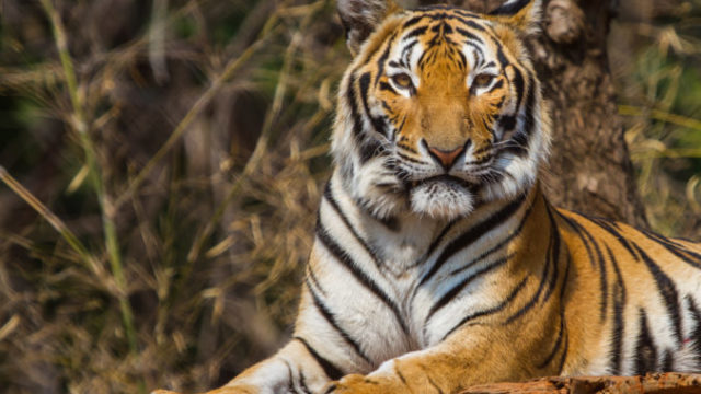 389099_tiger 676x451.jpg