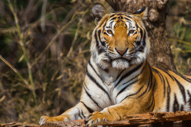 389099_tiger 676x451.jpg