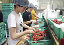 392696_jahody 676x477.jpg