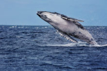 397501_gettyimages 951711760 676x451.jpg
