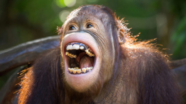 400307_orangutan 676x473.jpg