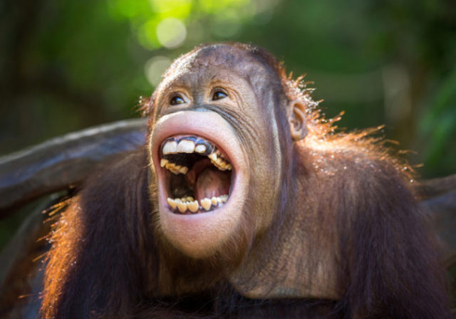 400307_orangutan 676x473.jpg