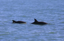 401636_mexico_endangered_porpoise_93574 29d1e423c3fa4d19bebd1583430b630b e1549204450617 676x437.jpg