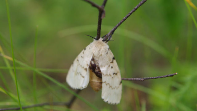 402034_mniska velkohlava 676x449.jpg