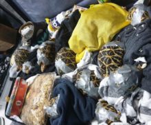 404811_korytnacky 676x560.jpg