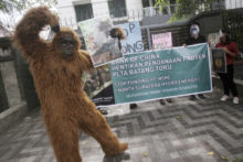 404870_orangutan 676x451.jpg