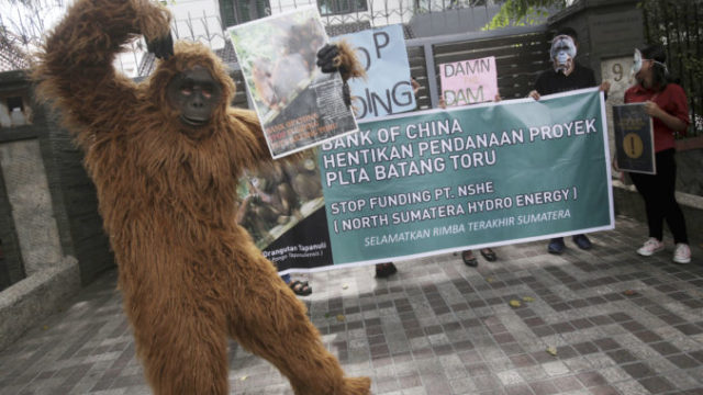404870_orangutan 676x451.jpg