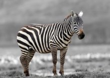 406934_zebra 676x481.jpg