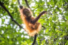 407188_opica orangutan 676x450.jpg