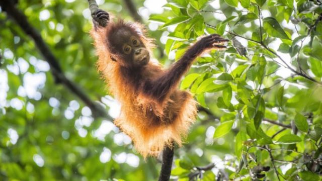 407188_opica orangutan 676x450.jpg