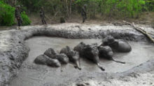 407837_thailand_elephant_rescue_64260 b994f96a924b4a278384834f7d8835b9 676x381.jpg
