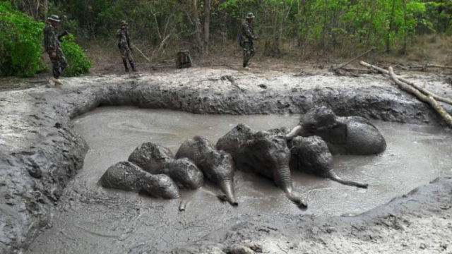407837_thailand_elephant_rescue_64260 b994f96a924b4a278384834f7d8835b9 676x381.jpg