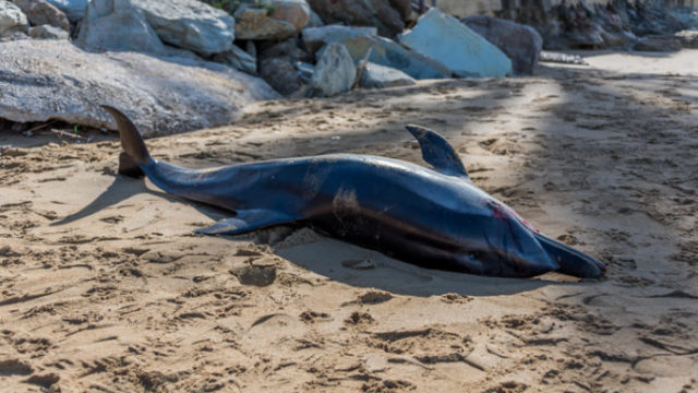 408927_delfin 676x452.jpg