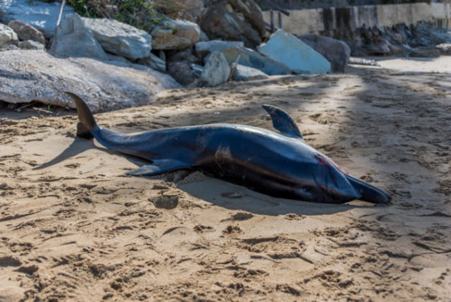 408927_delfin 676x452.jpg