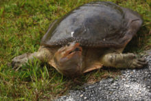 409587_korytnacka 676x451.jpg