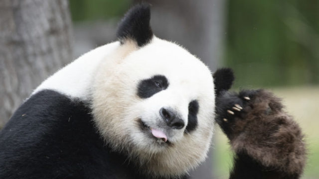 410019_germany_zoo_45772 11f0e48c42c14adeba85c66c06778854 676x415.jpg