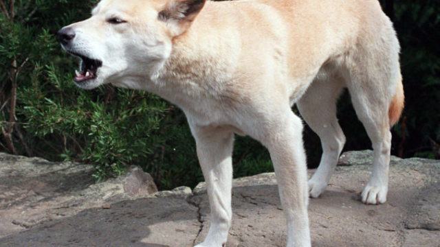 410246_australia_dingo_attack_61303 935618dd02d94d81a6aadbd41f2ae4fd 676x510.jpg