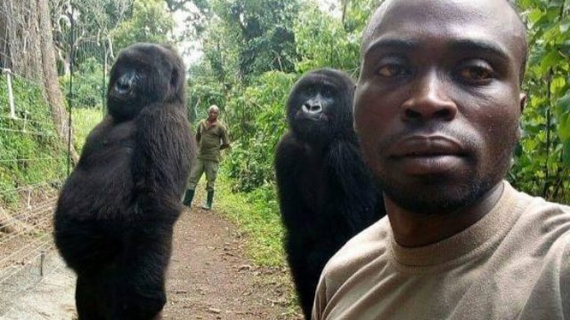 410463_virunga national park _ gorily.jpg