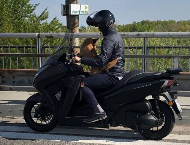 410663_motocyklista pes obchvat bratislava 676x517.jpg