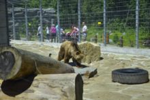 412727_medved zoo spisska nova ves 676x448.jpg