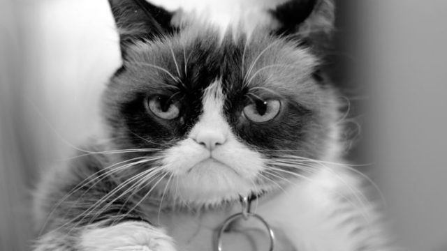 413357_grumpy cat 676x521.jpg