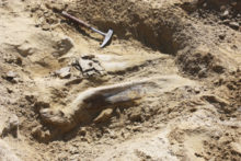 413947_dinosaur_fossil_find_21804 0abc9cffc3634ae3a97a76e36fbc252b 676x451.jpg